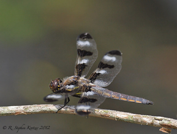 Libellula pulchella, male